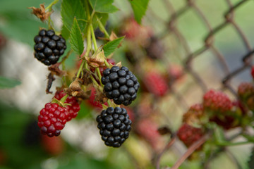 Large berries of ripe and unripe blackberries on the plot of land on the background of a fence of mesh-netting. Bunches of homemade blackberries in the garden on a beautiful background of the grid.
