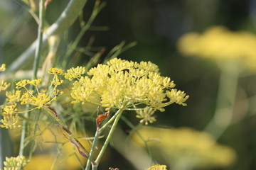 Yellow flowers 1846