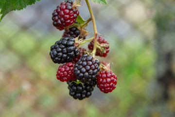 A large bunch of ripe blackberry berries on the plot of land on the background of a fence from a mesh-netting. Bunches of homemade blackberries in the garden on a beautiful background of the grid.