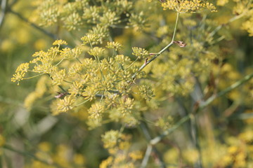Yellow flowers 1859