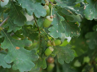 oak acorn