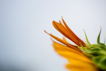 Fototapeta na wymiar sunflower petal close up