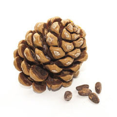 Pine cone isolated