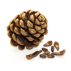Pine cone isolated