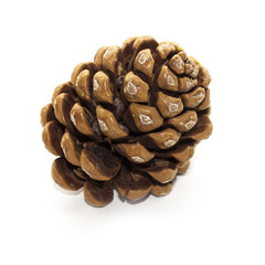 Pine cone isolated