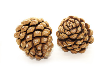 Pine cone isolated