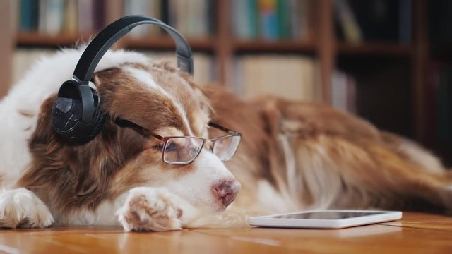 A funny dog in headphones, lies on the floor near the tablet. Devices and animals