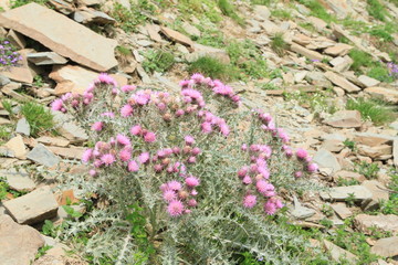 bouquet de chardons en fleurs