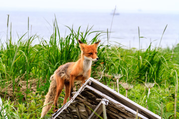 Wild Red Fox (Vulpes vulpes beringiana) standing on ruin of building. Kamchatka Peninsula, Russia