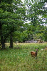 Dyrehaven is a forest park north of Copenhagen. It covers around 11 km². Dyrehaven is noted for its mixture of huge, ancient oak trees and large populations of red and fallow deer.