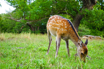 Naklejka na ściany i meble Dyrehaven is a forest park north of Copenhagen. It covers around 11 km². Dyrehaven is noted for its mixture of huge, ancient oak trees and large populations of red and fallow deer.