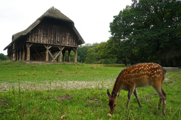 Dyrehaven is a forest park north of Copenhagen. It covers around 11 km². Dyrehaven is noted for...