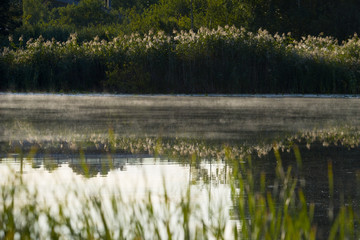 Misty morning view at a pond i Bromma, Stockholm