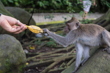 Ubud Sacred Monkey Forest