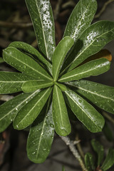 Obraz na płótnie Canvas Plant Leaf with water drops