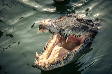 Tuinposter krokodil © Mikle