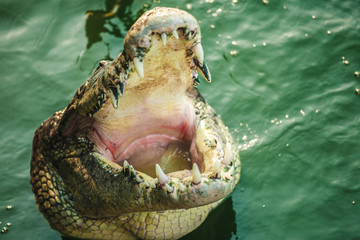 crocodile