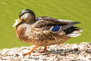 Ente im Schlosspark Bad Berleburg