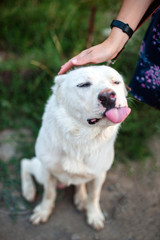 Hand stroking Central Asian Shepherd Dog stuck his tongue out with pleasure