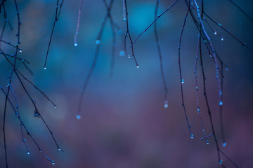 bare branches of a tree in droplets of moisture. autumn mood.

