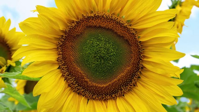 Sunflower extreme close-up, zoom video