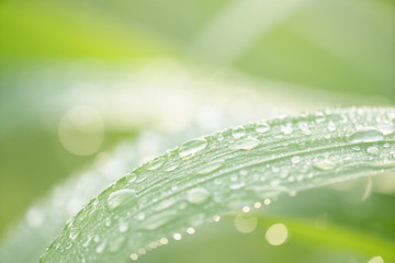 Green grass with dew background