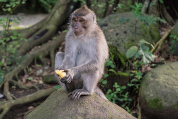Ubud Sacred Monkey Forest