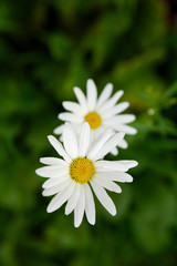 Obraz premium Two white chamomile flowers on a green background, a field bouquet of flowers 