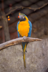Yellow, blue and green macaw (guacamayo) in a branch