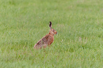 Feldhase
