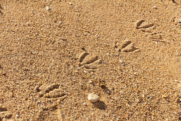 Fototapeta na wymiar traces of gulls on the sand