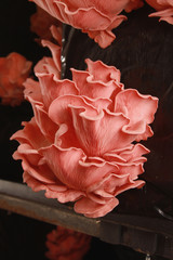 fresh uncooked mushrooms