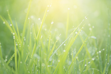 Green grass with dew background