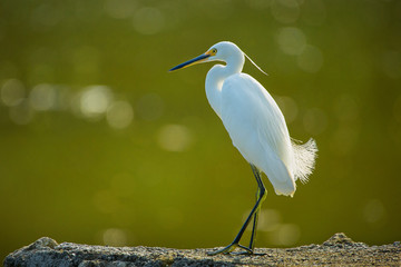 little egret pose