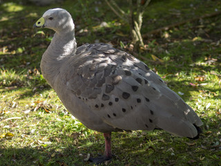 Cereopsis novaehollandiae. Le Céréopse cendré, une espèce d'oiseau originaire d'Australie et de Tasmanie
