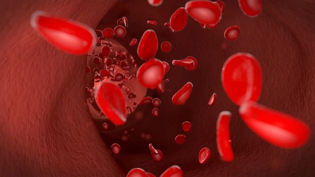 3D animation of a flow of the red blood cells and erythrocytes through a human vein. An artery or vein pulses, shrinks and expands from the body's blood pressure.