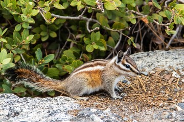 Streifenhörnchen im Yosemite Nationalpark