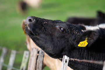 Murray grey and angus cattle grazing.