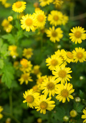 Yellow Chrysanthemum flowers in garden.