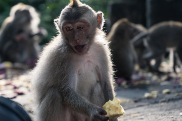 Ubud Sacred Monkey Forest
