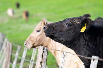 Murray grey and angus cattle grazing.