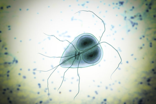 Giardia intestinalis protozoan