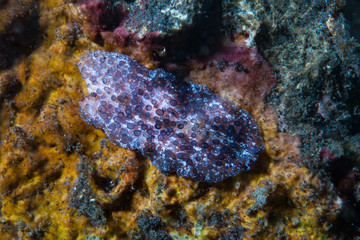 Acanthozoon sp. 01 Flatworm