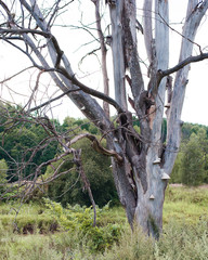 tree