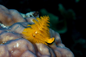 Christmas tree worm Spirobranchus giganteus
