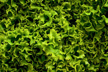 fresh salad leaves
