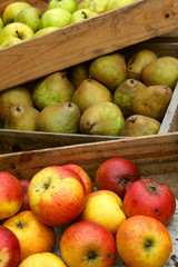 preparing fresh apples