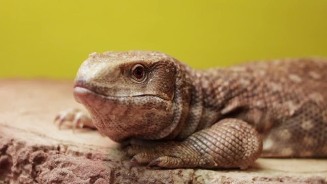 Lizard Argentine tegu shows its tongue