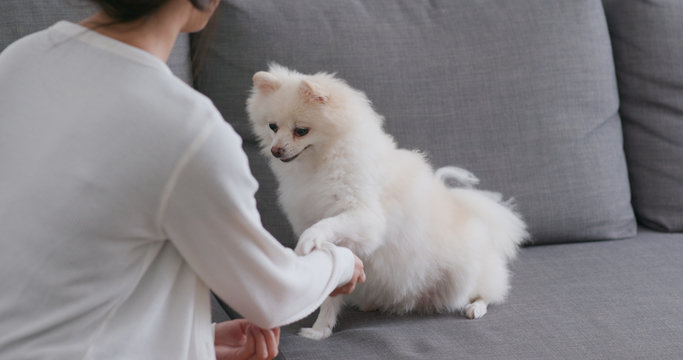 Pet Owner Training With Her White Pomeranian Dog At Home