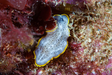 Prostheceraeus moseley Flatworm